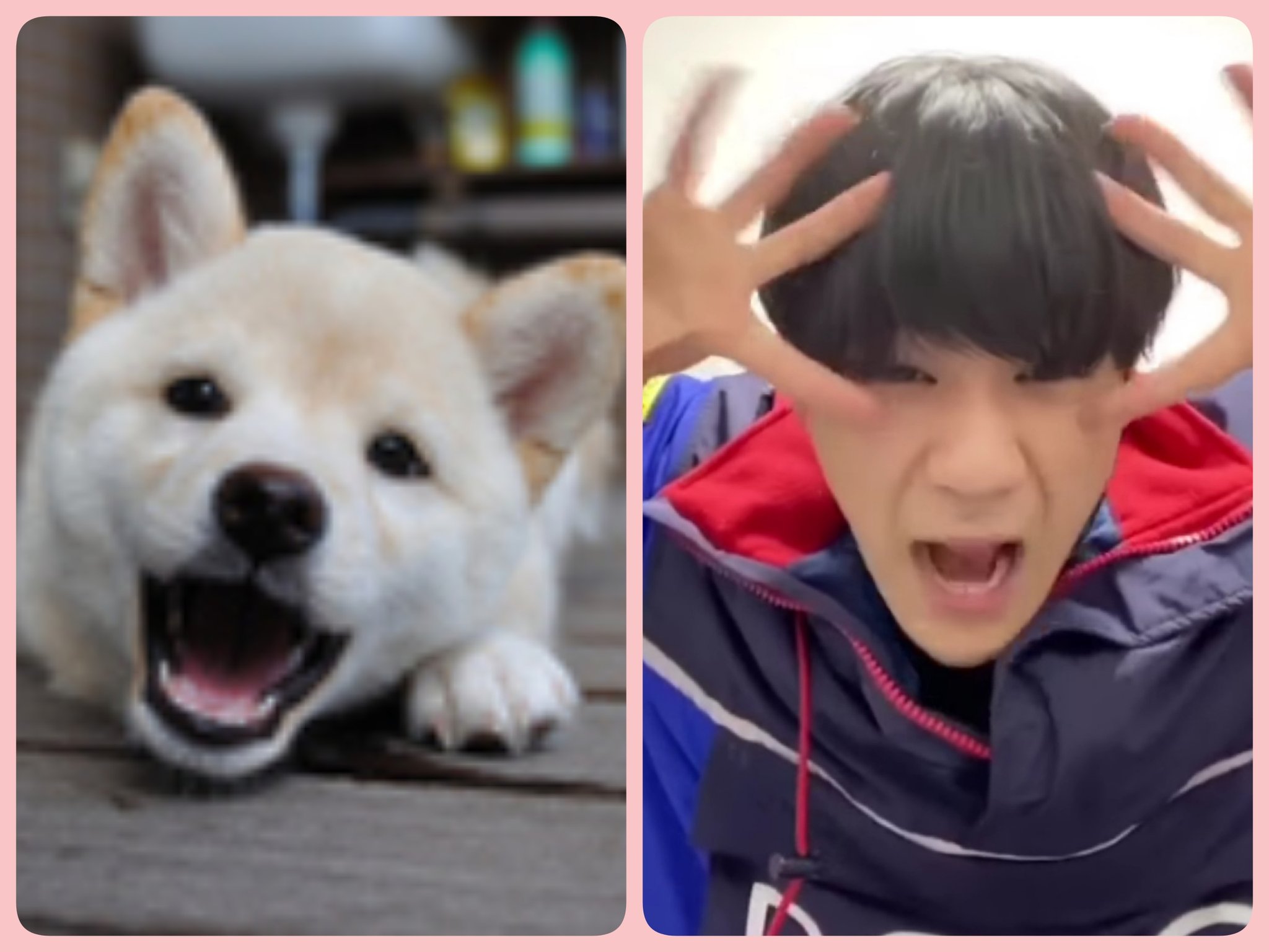 まめっくす 柴犬の日 豆原一成の画像と似た構図の豆柴画像を貼る日 豆原一成 豆ちゃん 豆ちゃんのことになると採点甘々になるからこれはこう T Co Qsoryfck2s Twitter