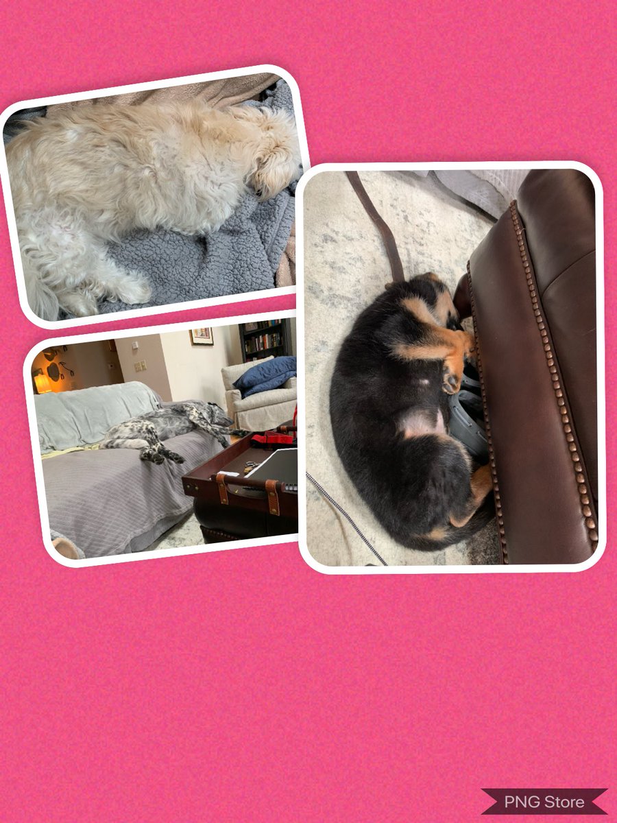 cschamz's tweet image. Current situation as I work. #TuesdayMotivation #RemoteTogether