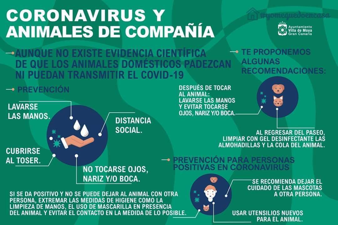 EvenActivMoya's tweet photo. ¡Nunca hay motivos para abandonar a una mascota! ¡Y el coronavirus tampoco es excusa! No existen evidencias científicas que demuestren que el virus puede contagiarse de animales domésticos a seres humanos. ¡Así que no te preocupes! https://t.co/3iVag5Nqn9