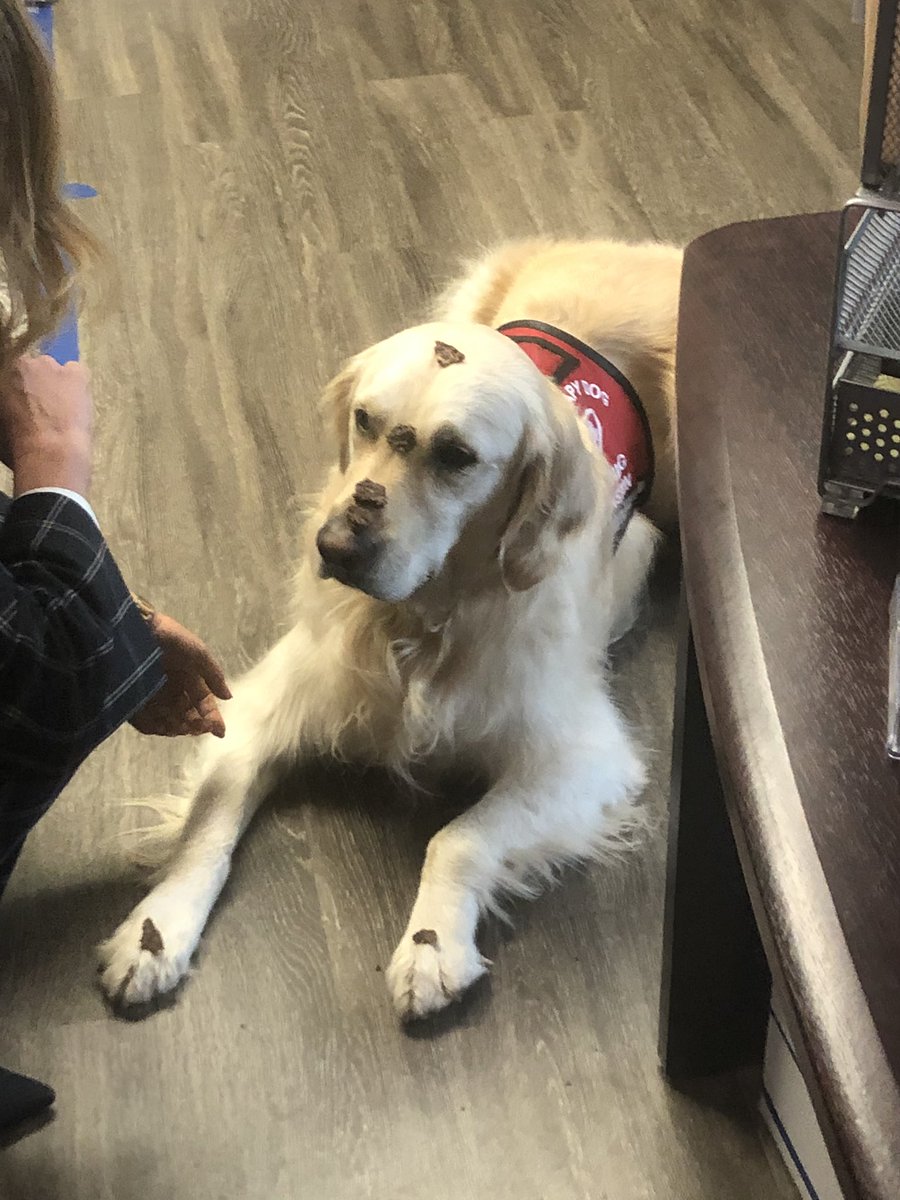 BrownFHNiles's tweet photo. Winston has been hard at work with his therapy training. He has used his time during the Stay at Home order to work on his ability to resist treats. What have you been doing to stay productive during this pandemic? https://t.co/UZsd8FXSEP