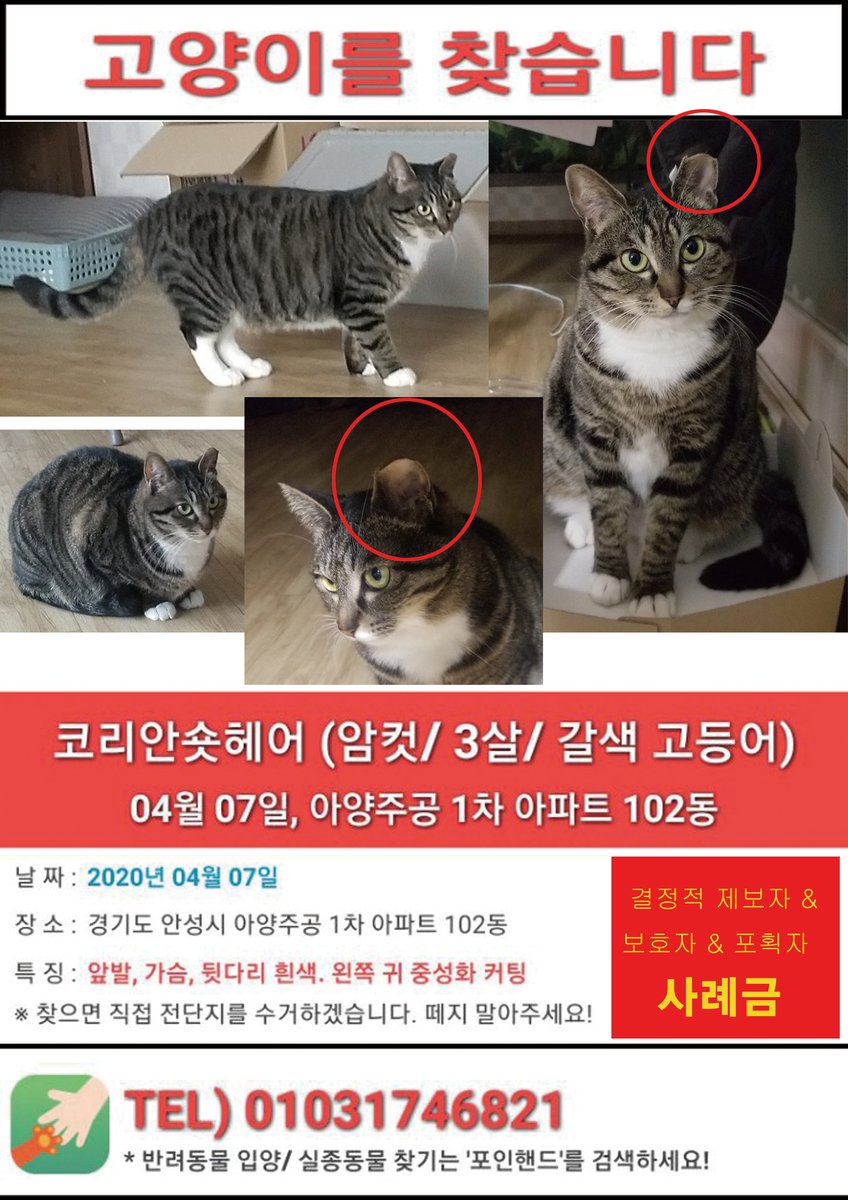 집나간 저희집 고양이를 찾습니다