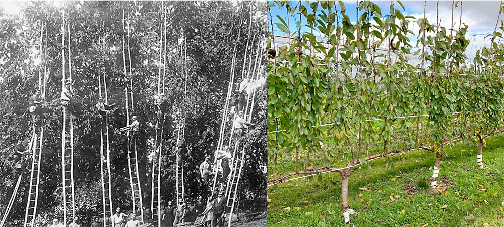 From forest giant to UFO: Learn how the cherry tree has been tamed over the years.
<a href="/MSUExtension/">MSU Extension</a>
goodfruit.com/growing-from-t…