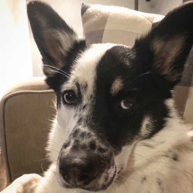 MarsPetcareUS's tweet photo. Coworkers. 🙄 "He sits right next to me every single day, staring at me like this and wondering why my attention isn't all on him," says our Associate Amanda. Tango gives the best stares! How's your #wfh buddy doing? Share a pic and tag #petsworkathome. https://t.co/ZJvgkt7CXO