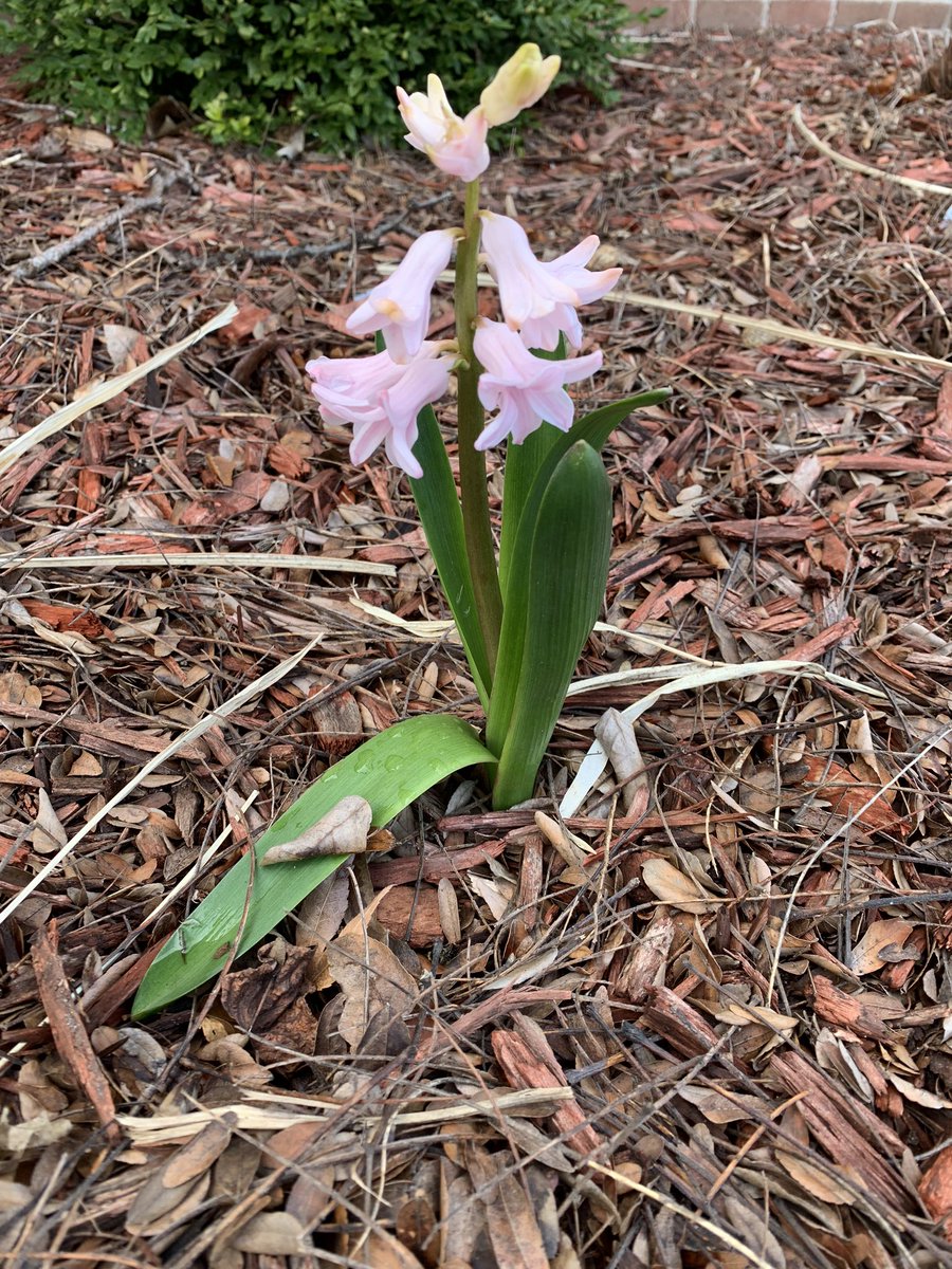 Found this in the garden, probably buried by a squirrel. Life always finds a way, and the Spring shall come.