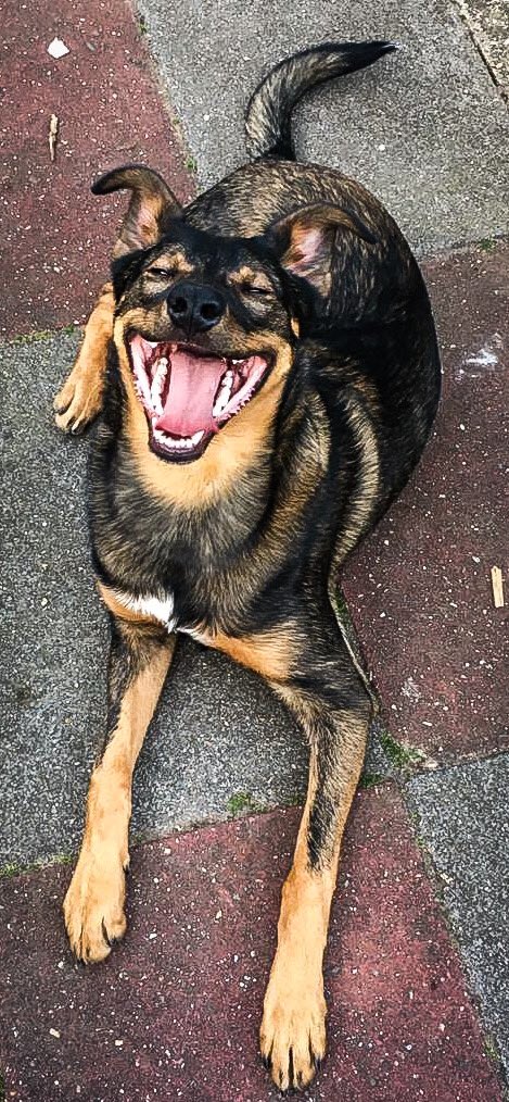 MAlblasserwaard's tweet photo. Groeten van mijn blije hondenvriendje Nano.
Kruising tussen #Appenzeller #DuitseHerder #MechelseHerder
Big smile voor jullie allen, met een lik en poot. Hou je sterk, zorg goed voor elkaar en blijf positief 🙏🏻🌱❤️ #waakhond #bewaker https://t.co/a4IQKHeoug
