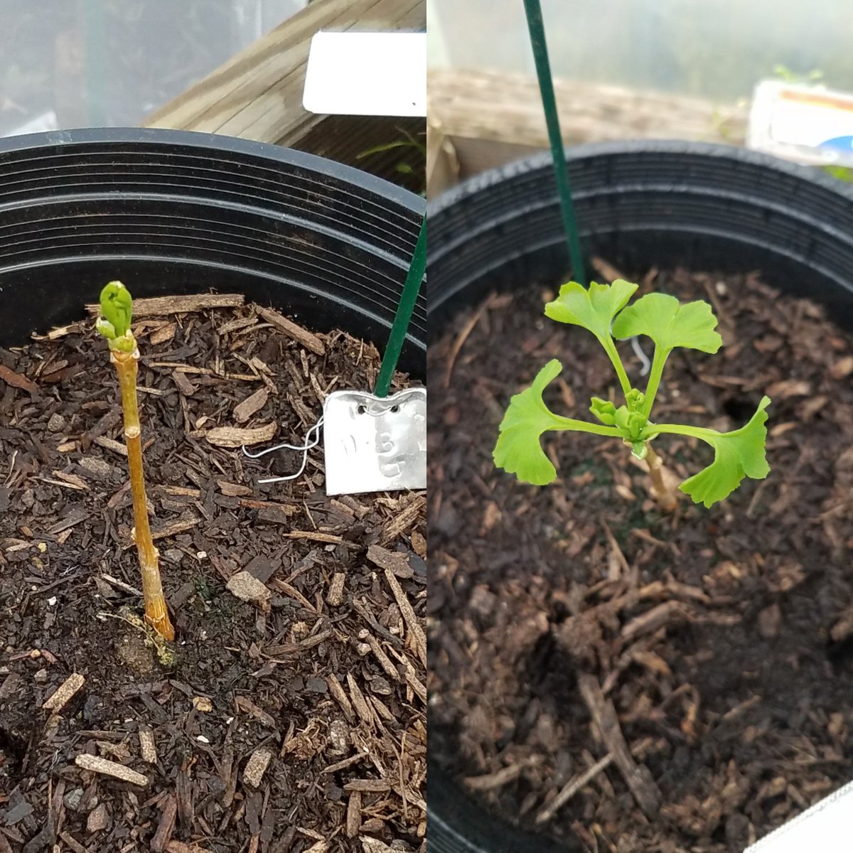 FossilAt's tweet photo. Baby Ginkgos are super cute! They are growing fast - that is only a week of growth!

#fossilatmospheres 
@FossilAt
#ginkgo
#ginkgobiloba
@NMNH @smithsonian @climatechange #thisiswhatsciencelookslike https://t.co/R2OPg16C2o