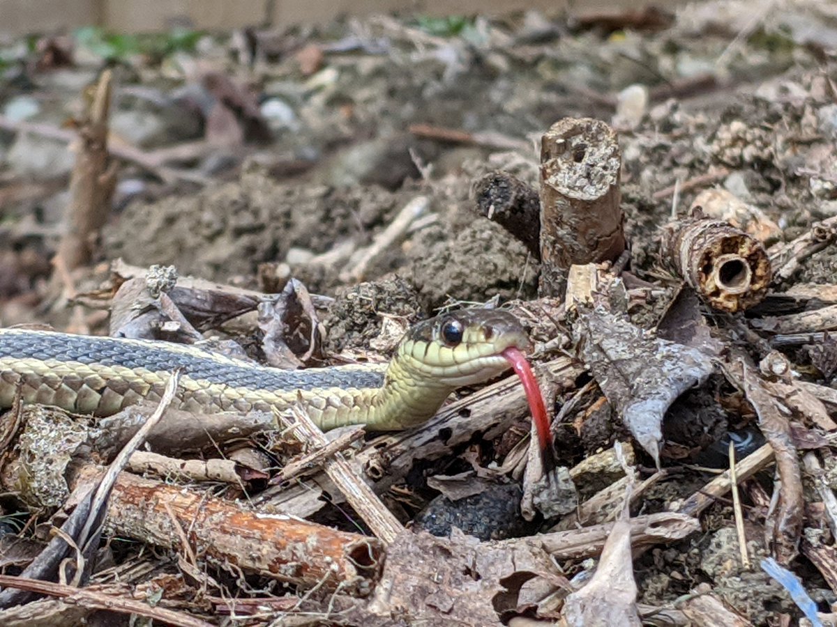 Then discover a friendly garter snake while doing yard work one weekend