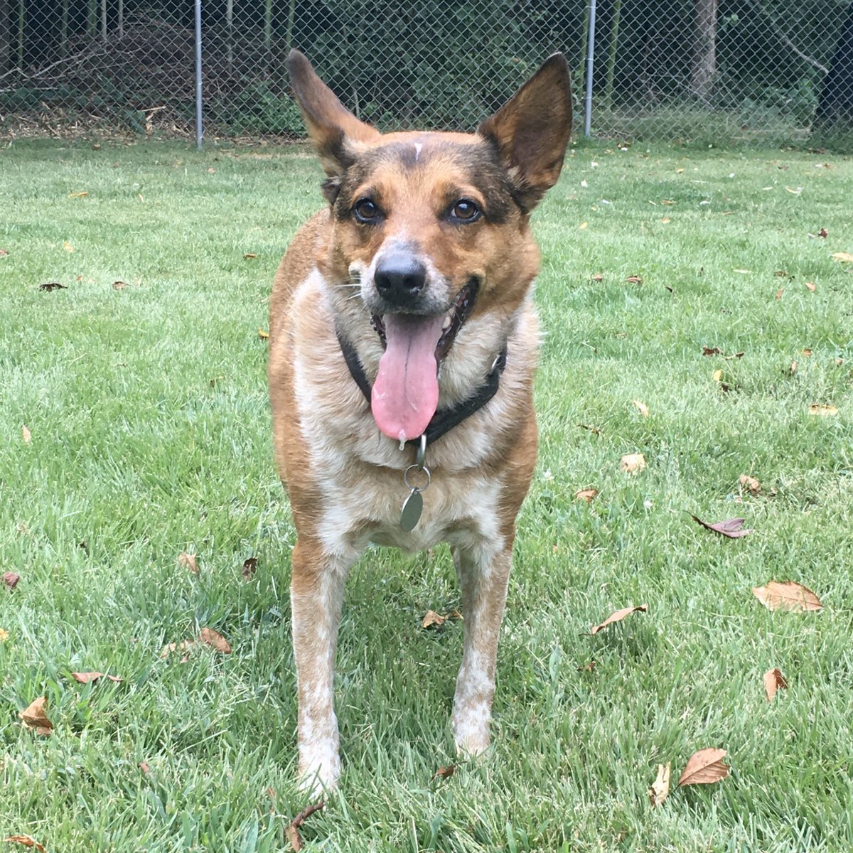 PoindexterPark's tweet photo. Headshots for when you’re auditioning for a @petsmart ad...

Ok, it’s just Barley having a blast playing frisbee last fall! 🐶

#dogsofcville #dogsoftwitter #dogsofvirginia #petsmart #frisbee #dogfrisbee #dogtoy #dogmodel #modeldog #modelheadshots #australiancattledog #cattledog https://t.co/FxKiAnRjep