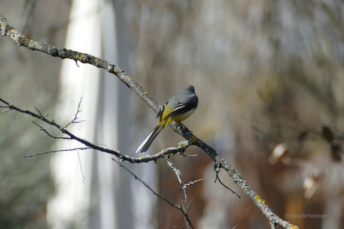 HessenSonja5767's tweet image. Gebirgsstelzen Männchen im Prachtkleid.............. #Gebirgsstelze #Stelzen #Singvogel #Pieper #Tiere  #Vogel #Vögel #Natur #Mittelhessen #Hessen #Germany
