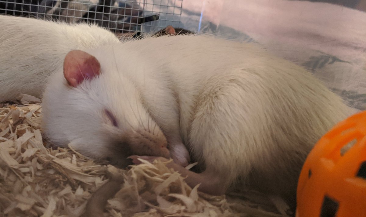Doin a snooze while their cage is being cleaned. #RatsofTwitter.