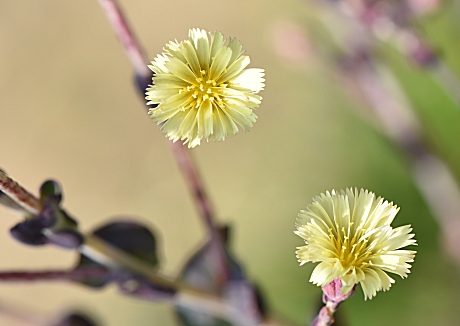 Twitter पर 𝓩𝓪𝓾𝓫𝓮𝓻 紫色の葉を持つサニーレタスです 花茎が伸びてきて黄色い花がたくさん咲き その後 タンポポみたいな綿毛の種子が出来ます 野菜の花 Flowers Of Vegetables
