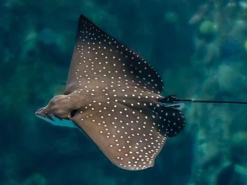 AquariumPacific's tweet photo. Eagle rays have holes on the back of their head that act like a nose so they can breathe in and then blow water out through their gill slits. Just another cool fact we learned from watching a livestream from the #AOPOnlineAcademy π€
Photo by Robin Riggs #AOPrays https://t.co/5PRKIRT9KJ