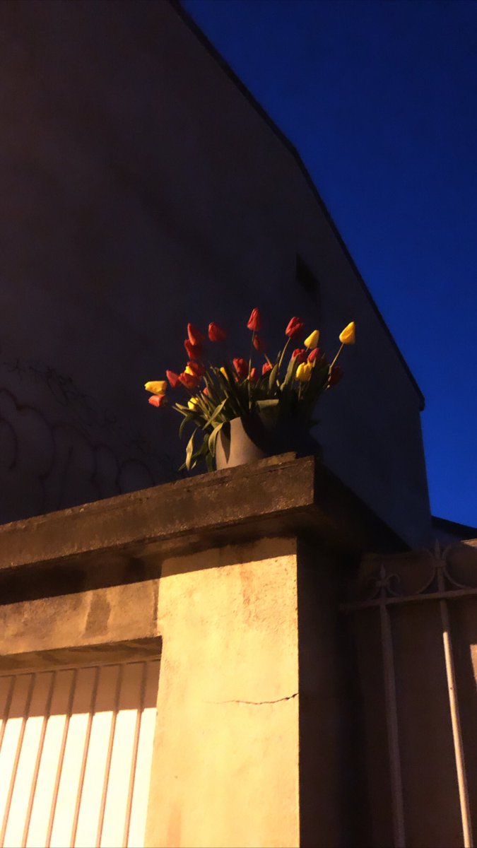SoenenClement's tweet photo. @Lebienpublic Vous voulez une tulipe ? https://t.co/P1F2GxYBhY