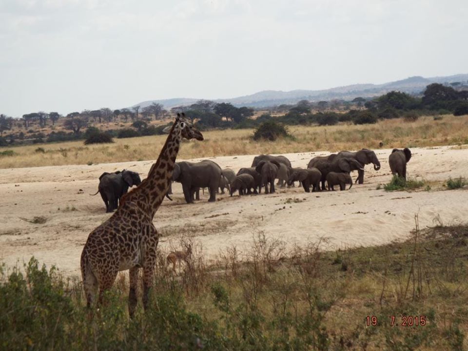 Tanzanian Elephant Foundation tweet media