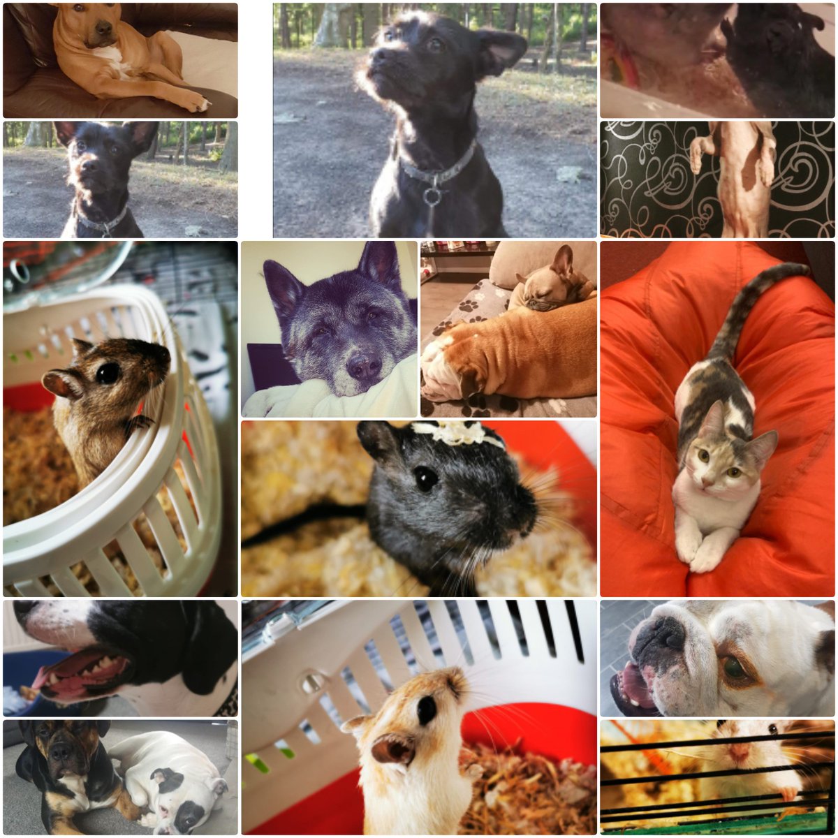 More fury friends for our cute pet competition 😁🌈