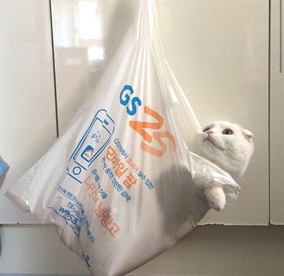 Cats Bible 🐱 tweet media