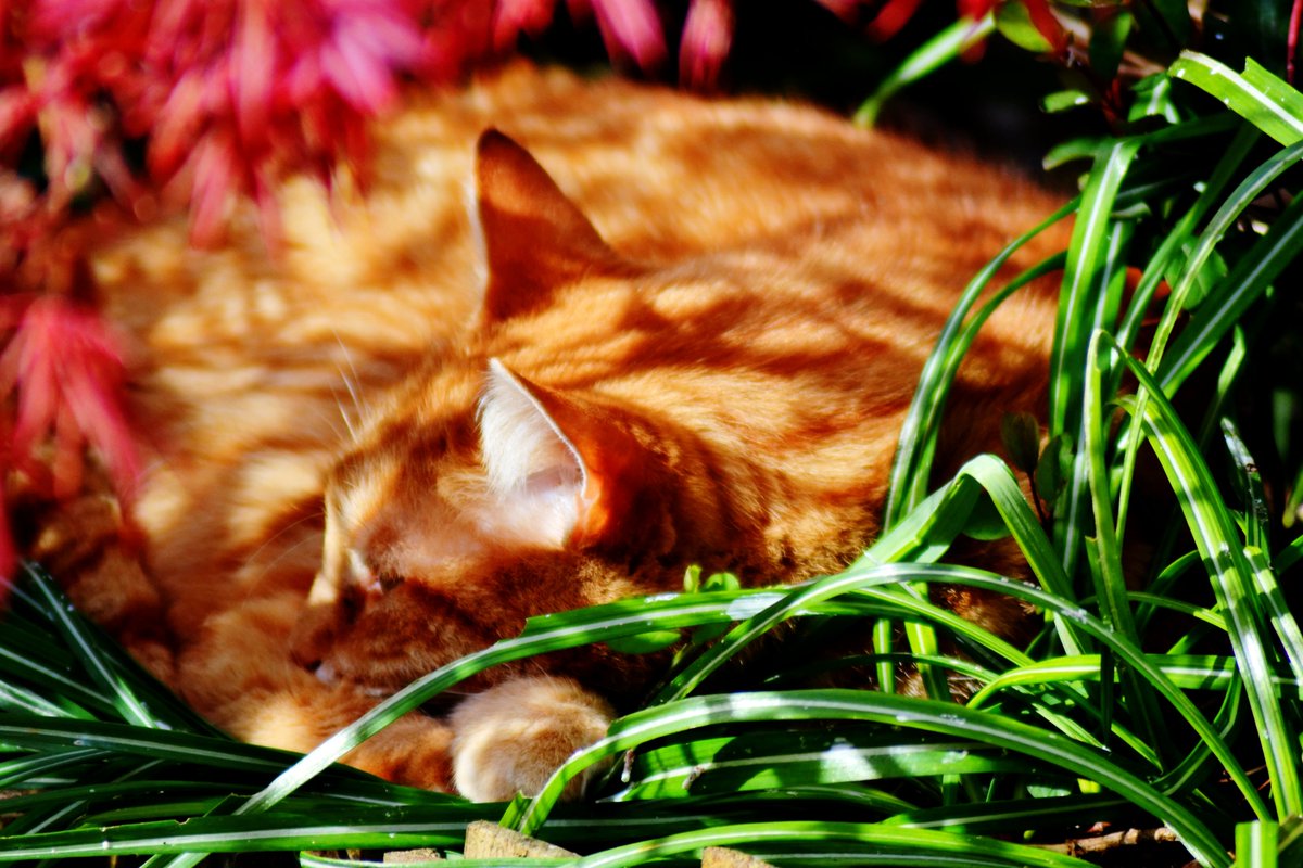 LynneWinThomas's tweet photo. The lesser-known species, Maximus Stinkimus, seeks shade in his (garden) jungle. The dappled smellbot is exhausted after an afternoon of eating, tripping up the human invaders and 'ack-acking' at the birds on beloved dead tree, Bernard. Ah, to sleep, perchance to dream #StinkyKev https://t.co/zRdMXssX3U