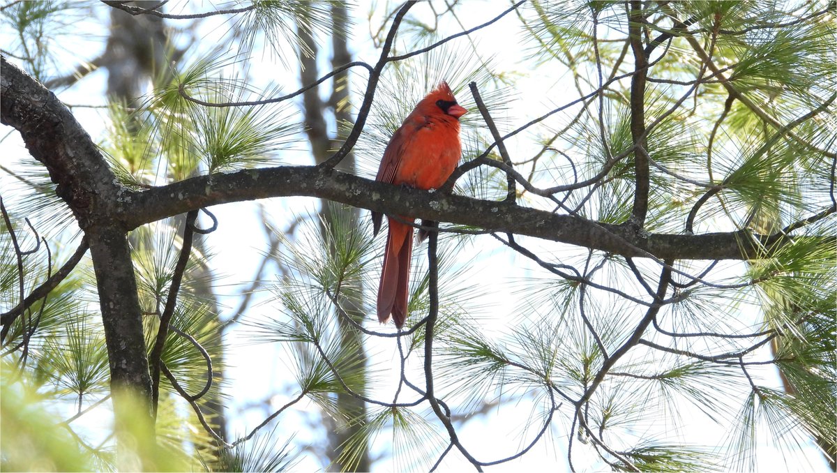 LaramMichel's tweet photo. We can always count on a #NorthernCardinal to bring colors in a day. #CardinalRouge #bird #WildBird #birding #birdwatching #BirdPhotography #nature #TwitterNatureCommunity #NaturePhotography #wildlife #WildlifePhotography https://t.co/NaIR3OnDMd
