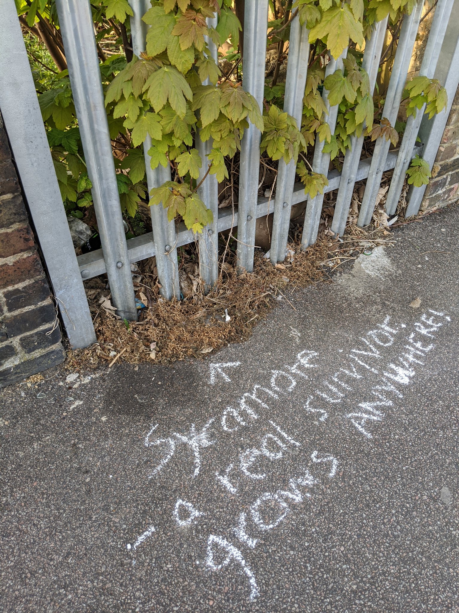 Sycamore- a real survivor grows anywhere