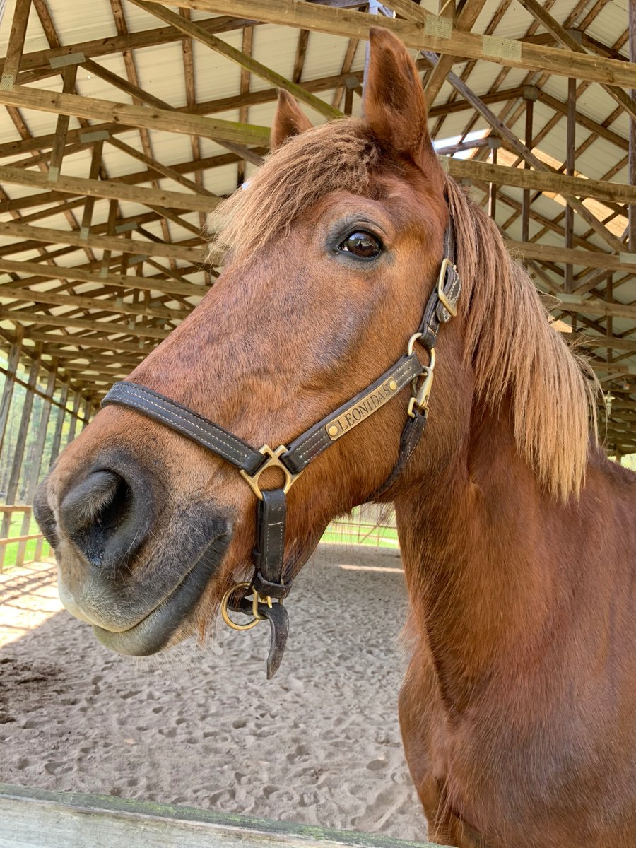 CalvinCenter's tweet photo. hope you all are doing well in quarantine. make sure you take some time &amp; go outside, take a walk, and say hello to your pals at the barn! #campcalvin https://t.co/ZvA4h8p4B0