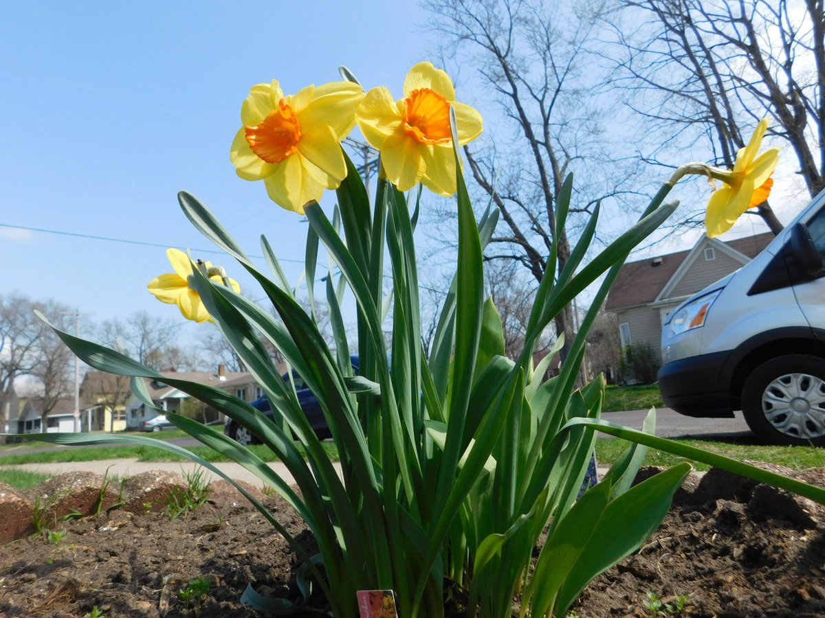 I love spring! It's such a nice day today! I took some pictures of the daffodils blooming in my yard and birbs on top of my house ^-^  #SpringTime  #Flowers  #Daffodils  #April2020  #photography  #nature  #NaturePhotography