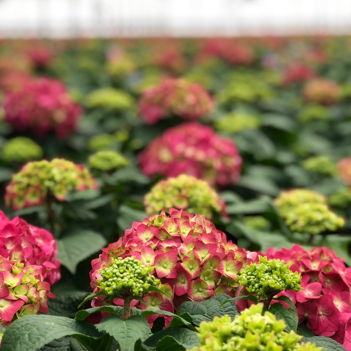 ESHydrangeas's tweet image. Summer Crush is almost ready to hit garden centers 💙 That amazing raspberry red color is filling in 🥰