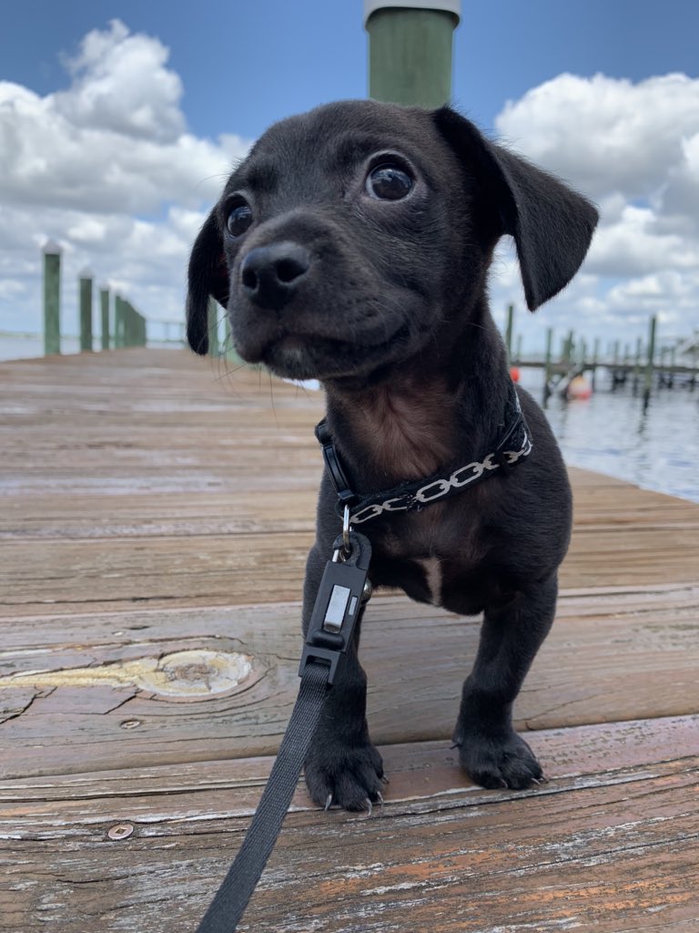 FLWXBROOKE's tweet photo. Now I know how my mom feels when I ask her who she loves more out of me, my sister and my brother. I’ve grown to love my #foster puppies equally and more each day 💜 Fiona, Phillip, &amp; little Carl will be ready for #fureverhomes soon. @GulfCoastHumane #AdoptDontShop #SaferAtHome https://t.co/cW9ZwP4AEt