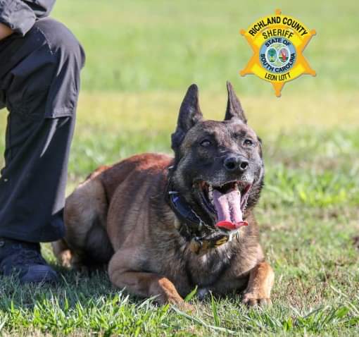 It's 'Tongue out Tuesday' with K9 Bali! K9 Bali is certified in tracking, narcotics detection, apprehension, building and area search and handler protection. Bali is a high energy dog who loves coming to work! 🚓🐾 @JoshAndBali