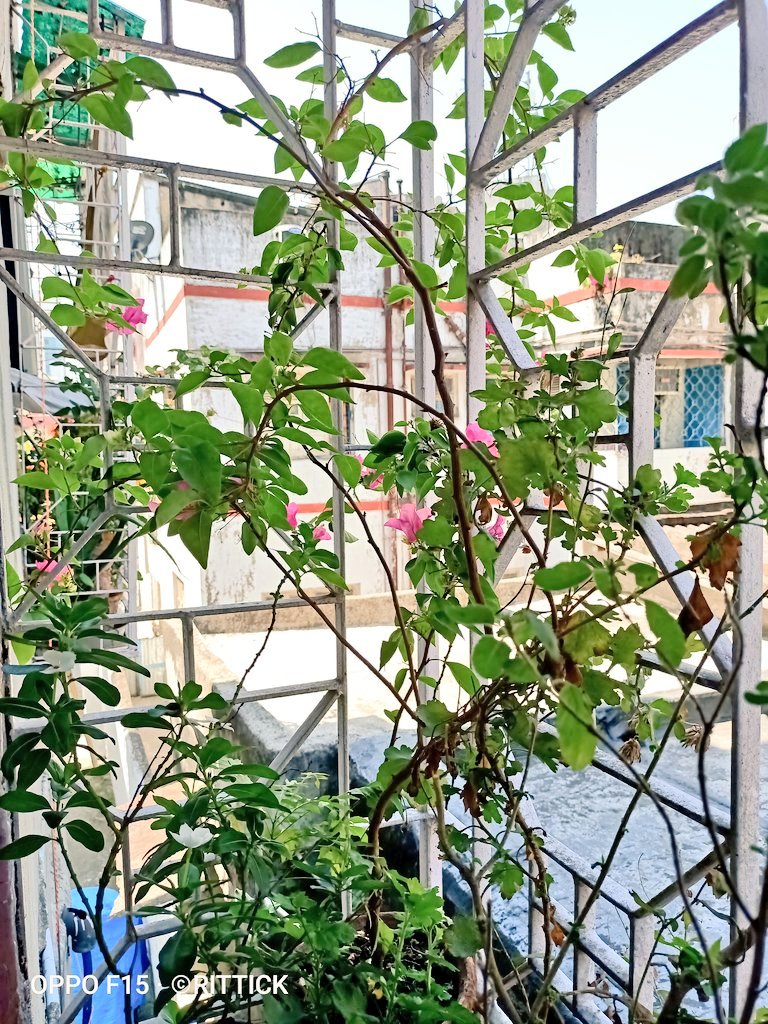 Rittick24's tweet image. I'm loving this quarantine days. I am not going to violate any law. Nor endanger myself or others. I am cooking, gardening, cleaning, drawing, listening to my favorite music &amp;amp; much more 😍❤️

Posting some pics of my activitie 👇🏻

#StayHomeStaySmart #KodakHDLEDTV 

@kodaktvindia