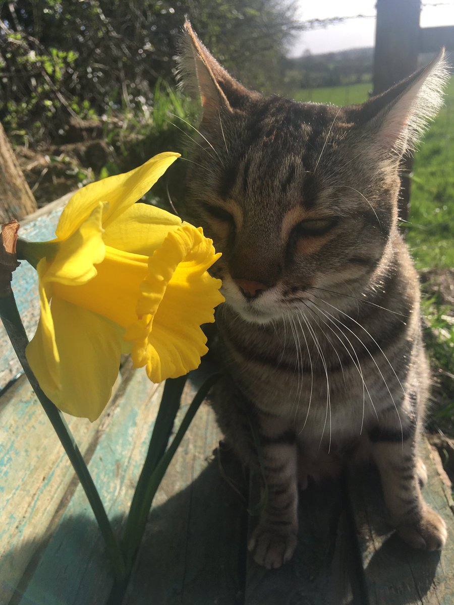 LindaKCTravel's tweet photo. What started as a sniff and a photoshoot ended up in a vase full of daffodils! Scampi loling majestic today @petbond_ireland #catsoftwitter #catsofinstagram #scampiandhobbes #posing #modelcats @heidiklum https://t.co/Bt9Po3heGH