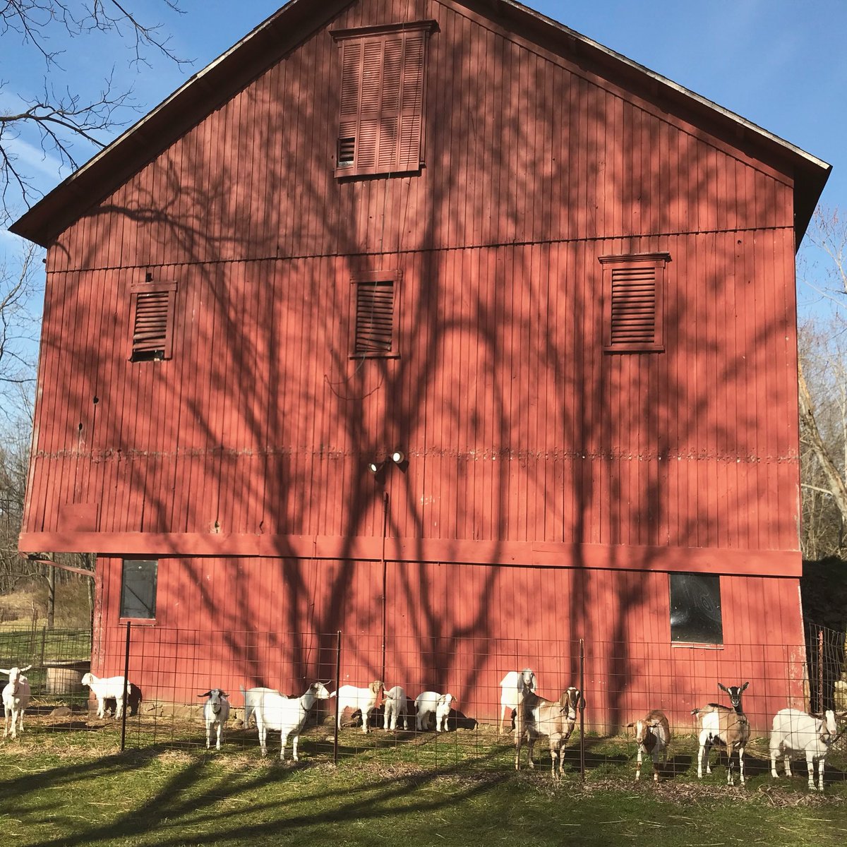 AbbeTurner's tweet photo. Our goats are social distancing just like you! We’re thinking of you during this trying time. We will get through this! https://t.co/0y8oMkPaaV