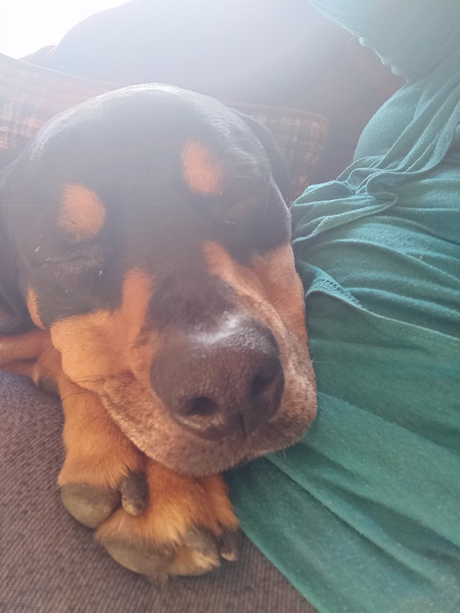 RoccoRottweiler's tweet photo. Being Moral Officer is hard work! But I never stop...

#DogsOfTheQuarantine #dogsoftwitter #rottweiler https://t.co/astTnvArOi