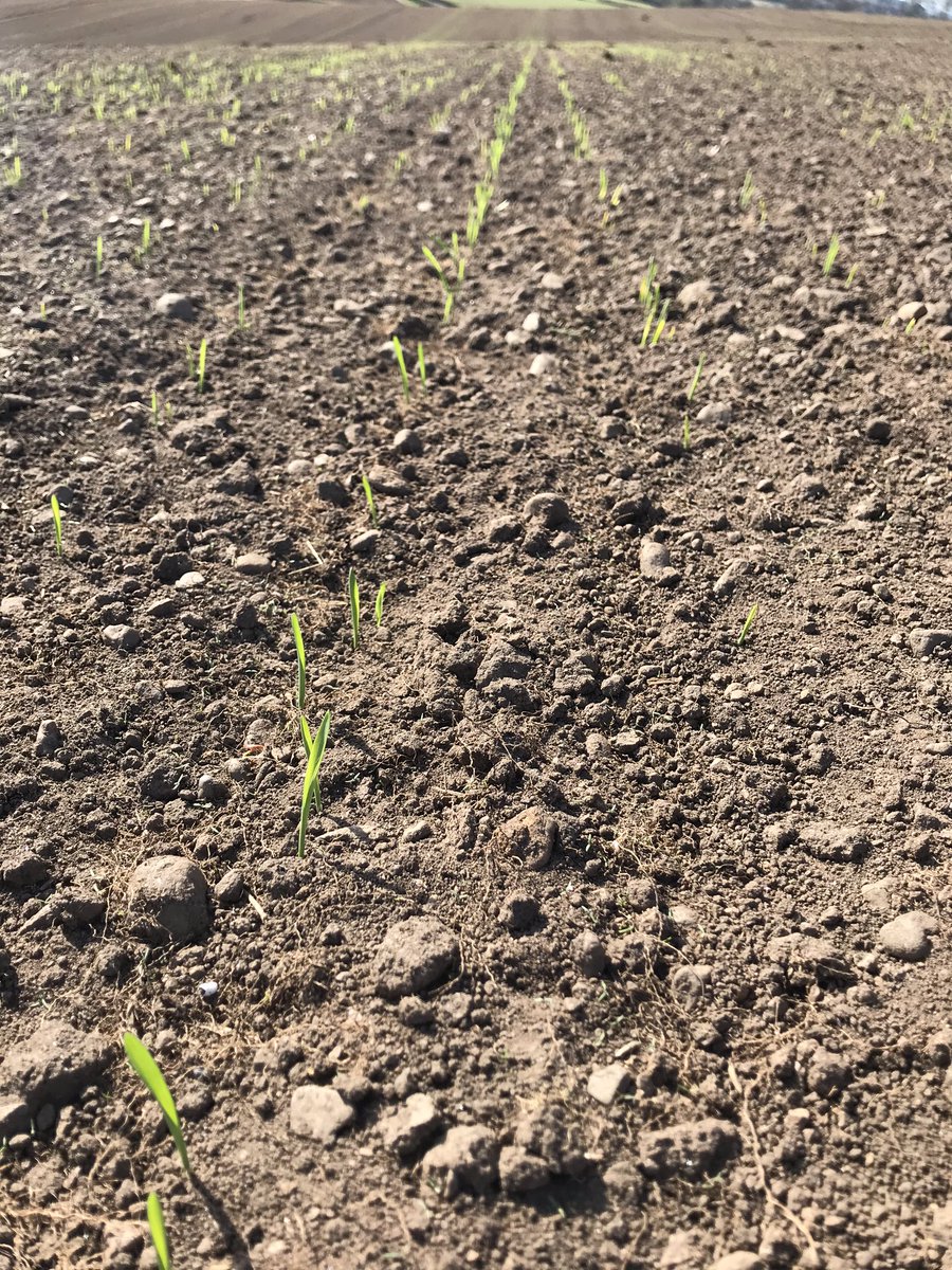 AdamSutcliffe5's tweet photo. Laureate spring barley poking through on a glorious spring afternoon https://t.co/yyjcrJpsmr