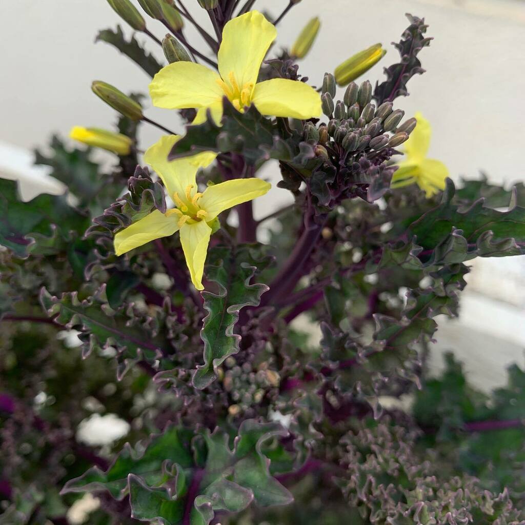 HuertoEcoPiluki's tweet photo. Se ha subido la col kale 🤷🏻♀️ tiene una flor súper bonita 🥰 #colkale #kale #huertourbanopiluki #huertoenlaterraza #huertoencasa #huertourbano #urbangarden #garden https://t.co/AXAF9BUtdo https://t.co/YVsXehvW74