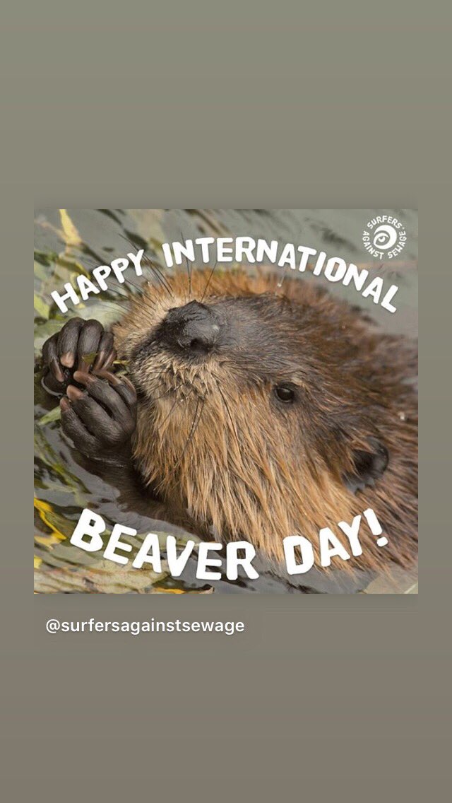TBillitch's tweet photo. #happybeaverday #staysafe https://t.co/Nk08tJGYMH