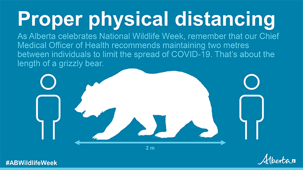 AB_Enviro's tweet photo. It’s #NationalWildlifeWeek! Remember to practice physical distancing when spending time outdoors.

#DYK that 2 metres is about the same length as a grizzly bear? 

#ABWildlifeWeek https://t.co/0GmYP9WS7a
