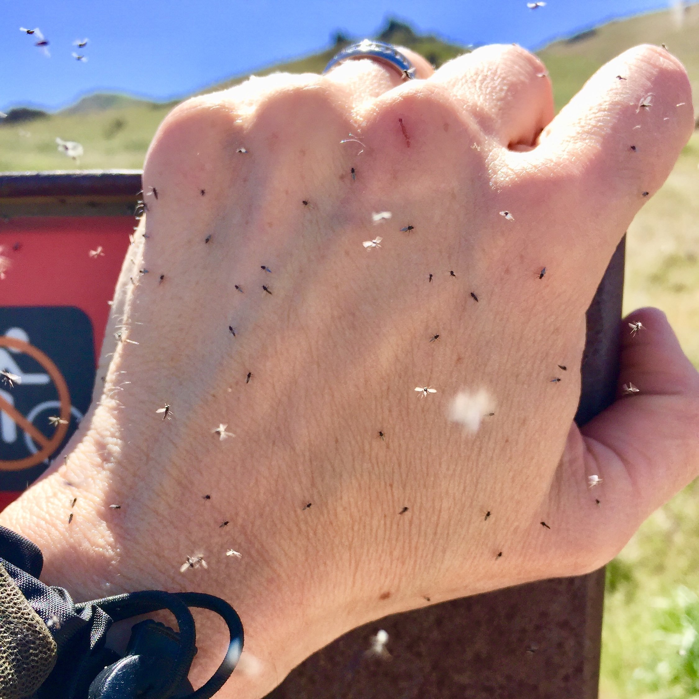 Antelope Island SP on X Bad news no see ums are hatching They aren t super bad yet but start getting your head nets ready. Remember you will need netting specifically rated