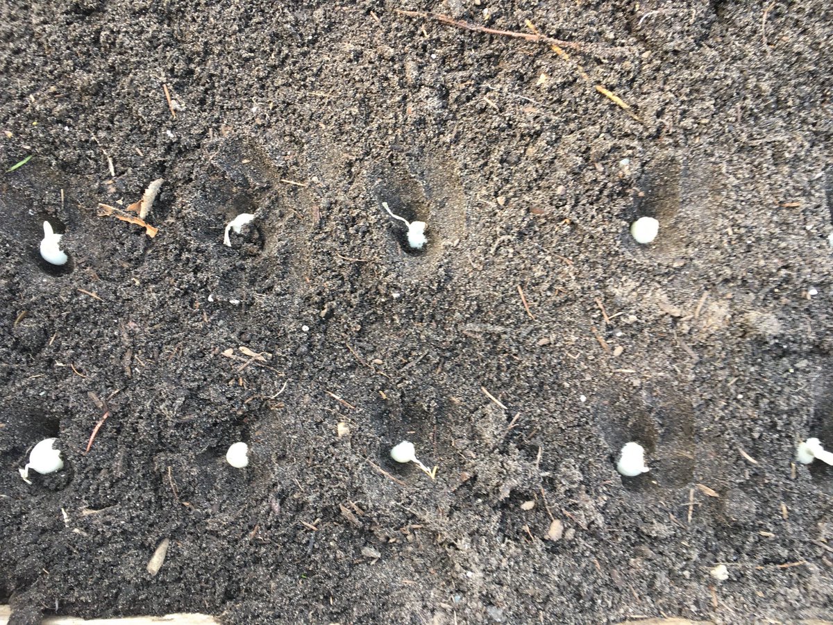 dirtworking's tweet photo. #onions in the ground all over @deltasd37 more photos and vids of #projectpickle at https://t.co/txdU2IjOE6 https://t.co/yfRiB2shI3