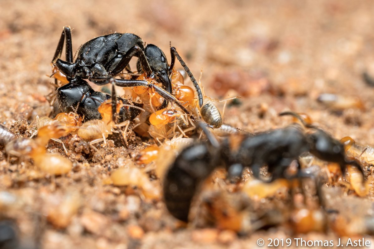 Now we see the violence inherent in the system: these ants (Megaponera analis; Africa - Mozambique in this case) are in mid-raid of a termite colony. It's not a "war"; the termites always lose. These ants eat only termites. Scouts go out looking for termite colonies, and when--