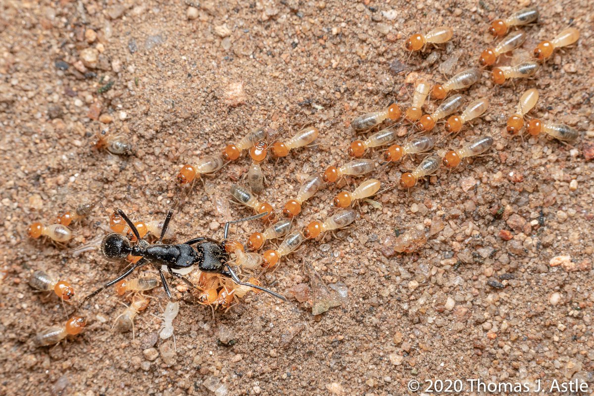 --in their mandibles (maybe stinging them too from what I saw), then the colony gathers up the dead termites and heads home. Termite soldiers do fight back, sometimes clipping off ant legs, but to no avail. What's really cool is that these ants care for their wounded. If an ant--