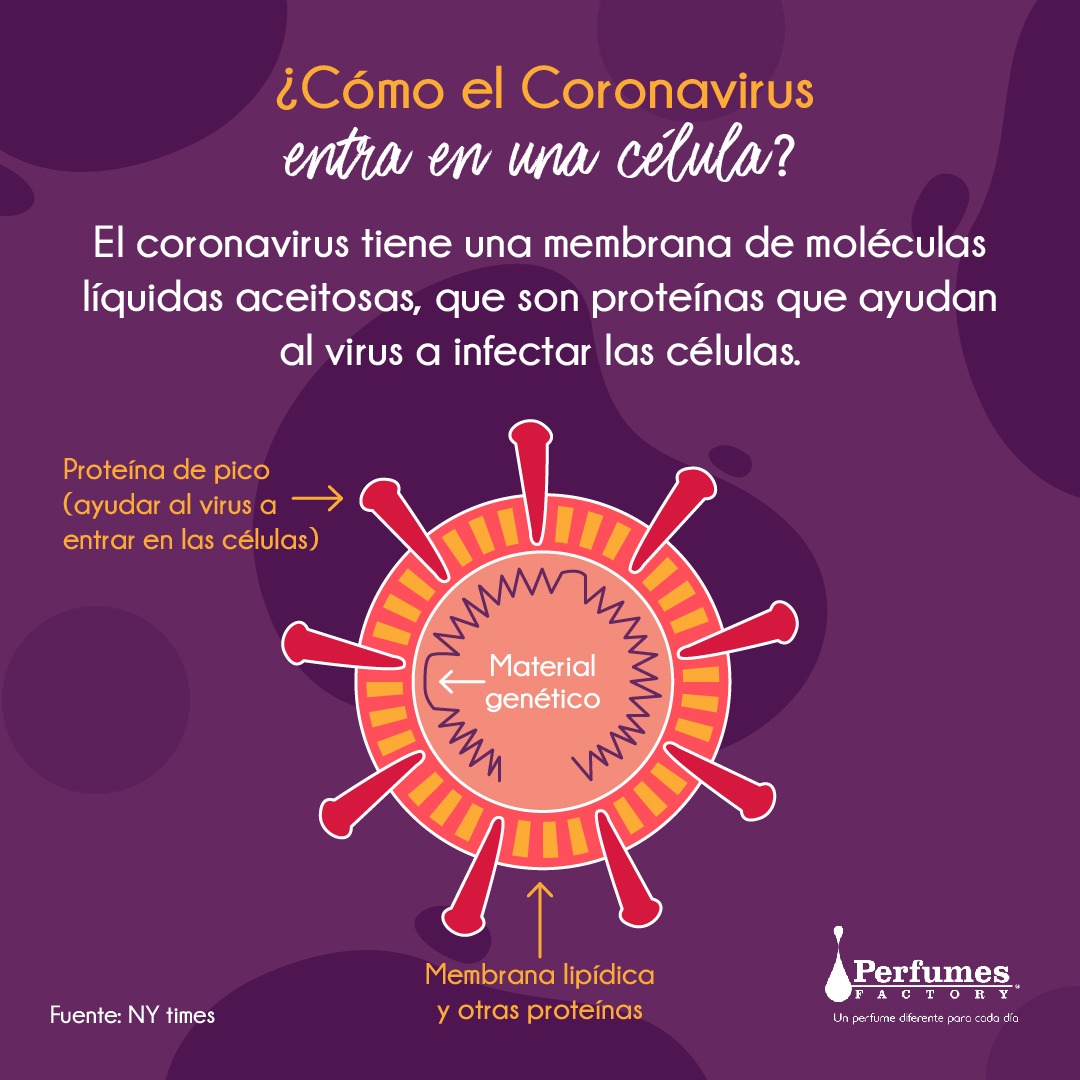 pfactoryrd's tweet photo. Porque en Perfumes Factory Pensamos en ti aquí te mostramos como funciona el jabón contra el #COVID-19. Tenemos que conocer el porqué de la cosas, y el aporte que el jabón tiene para combatir virus y bacterias.

¡Cuídate y protégete!

#QuedateEnCasa #PerfumesFactoryPiensaEnTi https://t.co/YAvNcyLKni