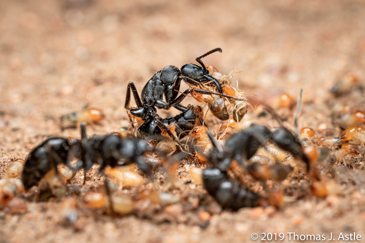 --termites still clinging to a wounded ant are removed, and the open wound is "licked"/cleaned by the other ants. The study I read found that the mortality rate for wounded ants was 80% if left untreated, but only 10% when treated by nestmates.