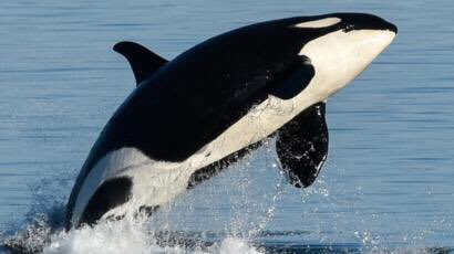 jondsmith0812's tweet photo. This is the Tar River just outside of Greenville, NC. The Killer Whales are returning for the first time in decades due to there being no students on campus at ECU. Nature is truly amazing! https://t.co/pXN3Cap9Ab