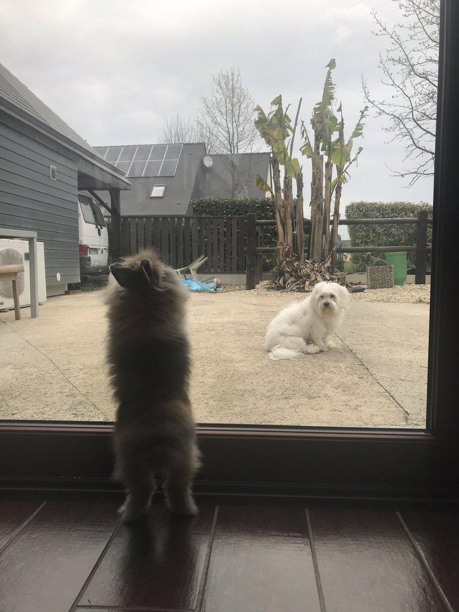 LilianLegeay's tweet photo. E.Philippe : « Vous pouvez toujours sortir promener votre chien »

Les lapins pendant le confinement : https://t.co/jthwKpcpc4