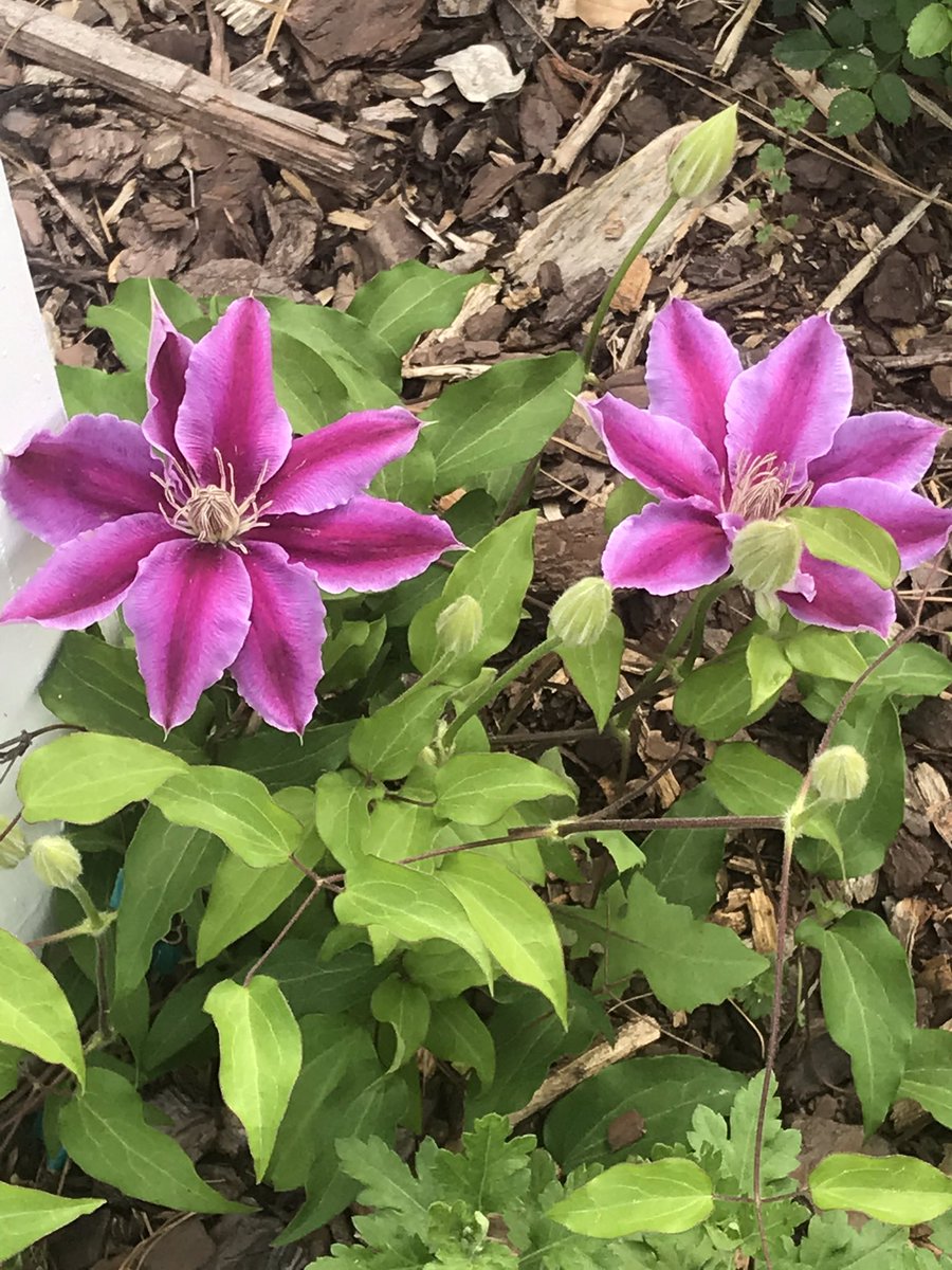 elizihle's tweet photo. Look what greeted me today! Hope everyone is enjoying their Spring Break. #oneforsyth #vcmsleaders https://t.co/KNB00MBOdh