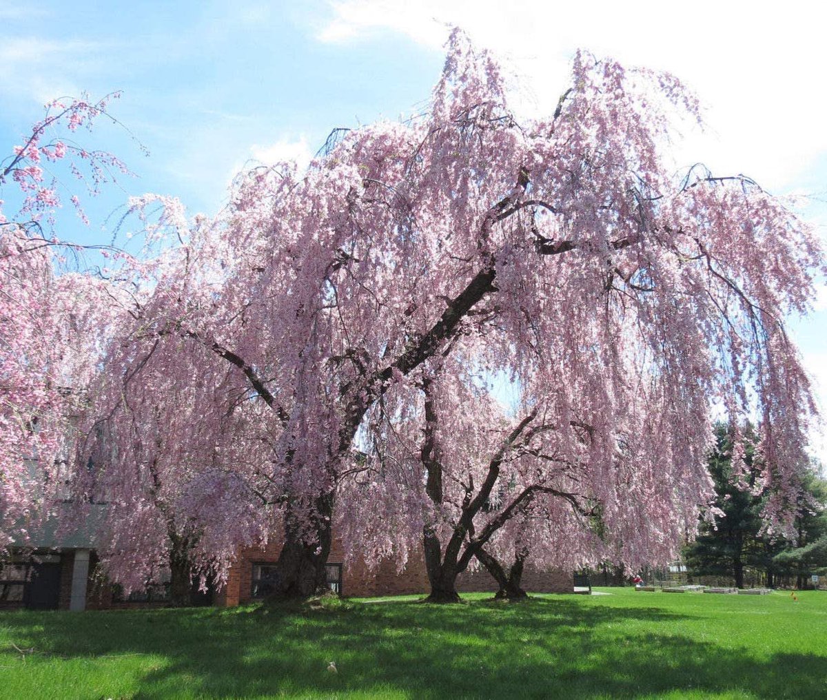 After quite a long break I realized that due to the long quarantine, some people might not remember what trees look like! Here is a weeping willow, though there is no need to weep! We will get through this together ❤️😁