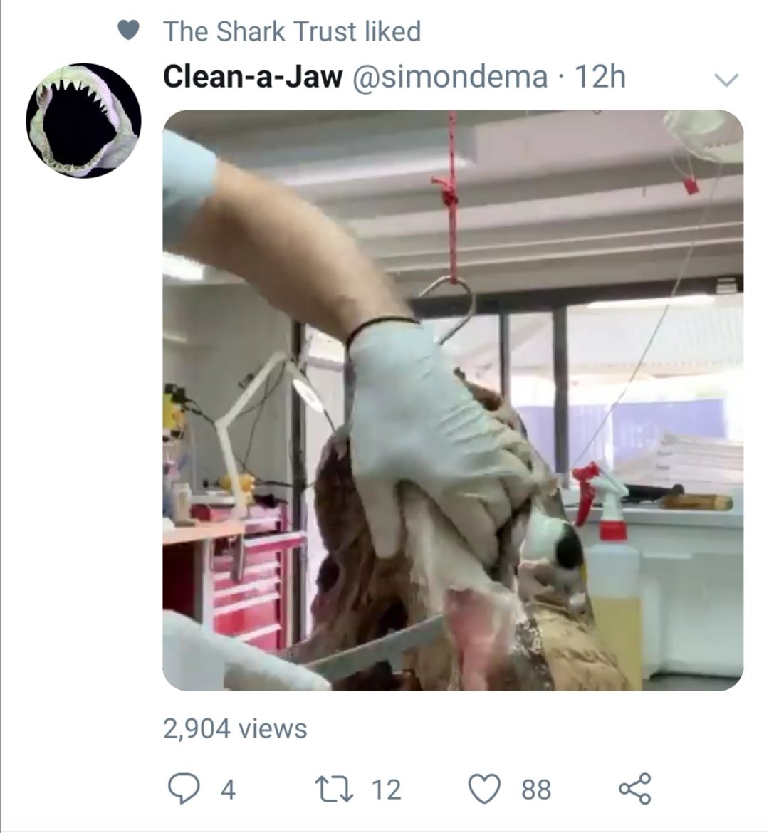 JonnyJkb's tweet photo. @SharkTrustUK Is it right to be liking content that is of a Game Fishing caught shark being disected to turn it's jaw into a trophy? I don't follow Clean-a-jaw but you liking it pushed it into my feed.. I'm not sure that activity supports your vision? https://t.co/fYqPCKYptJ