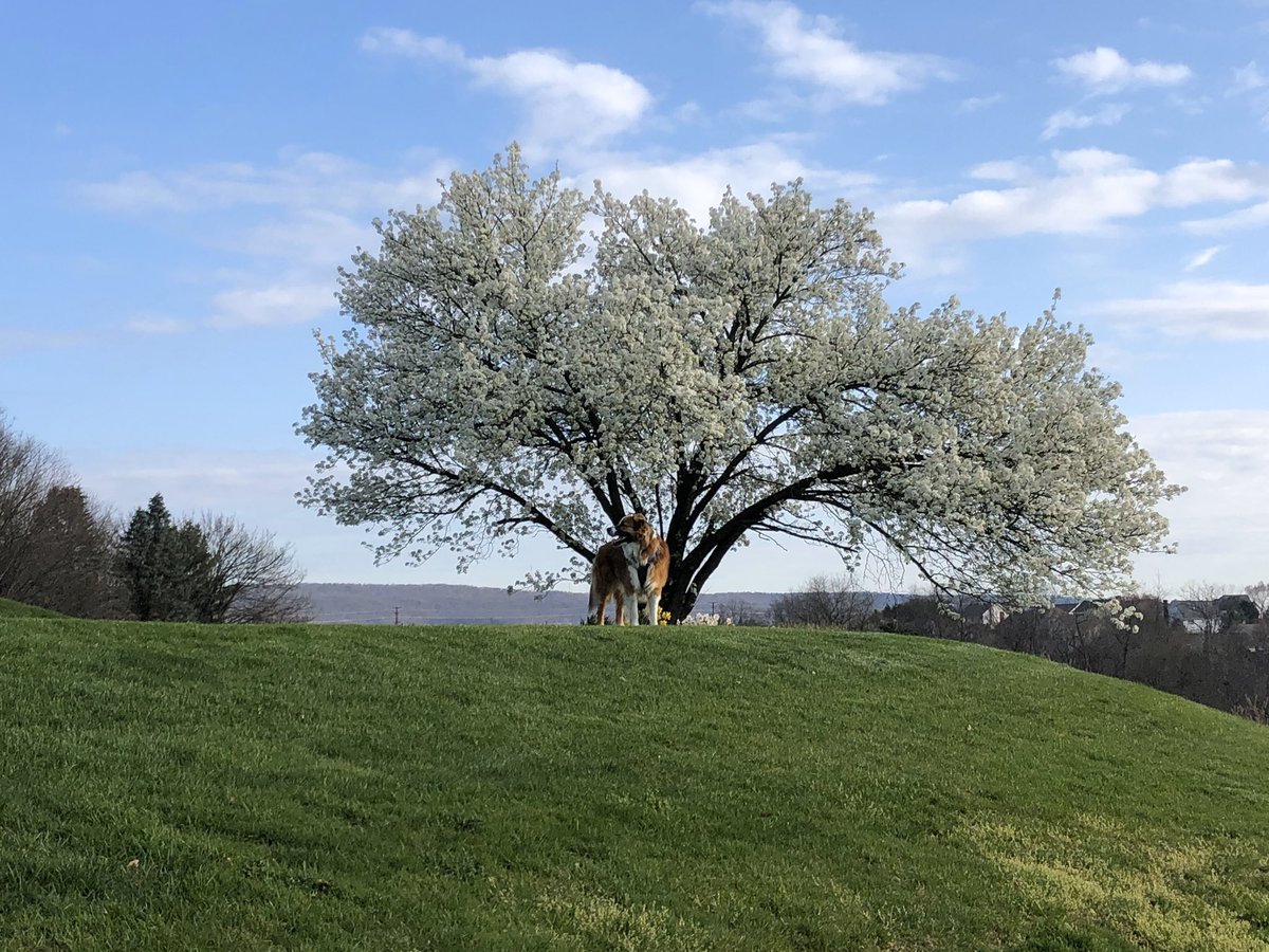 CampHillSD's tweet photo. Early this morning Cooper enjoyed the sights and sounds of nature. He hopes you will too!#CHVirtualSpiritWeek https://t.co/BEN2kjnUKa