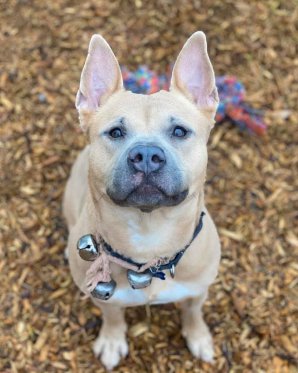 The Humane Society for Tacoma & Pierce County tweet media