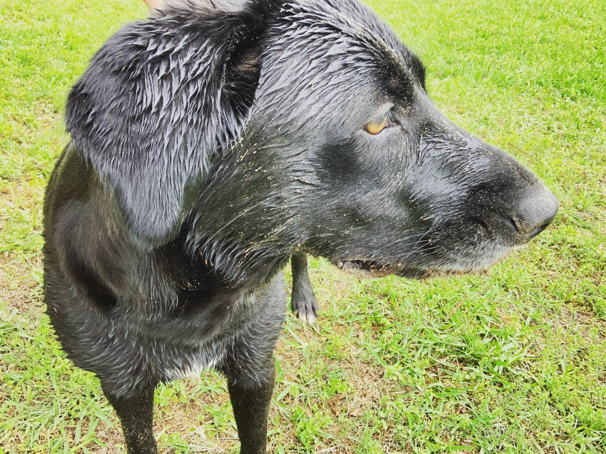 Aled301G's tweet photo. This is my dog, Bailey. We have been taking her fishing so we can all stay active! I'm #encouraging you all to spend some time outside today!! https://t.co/NJUCeUskM9
